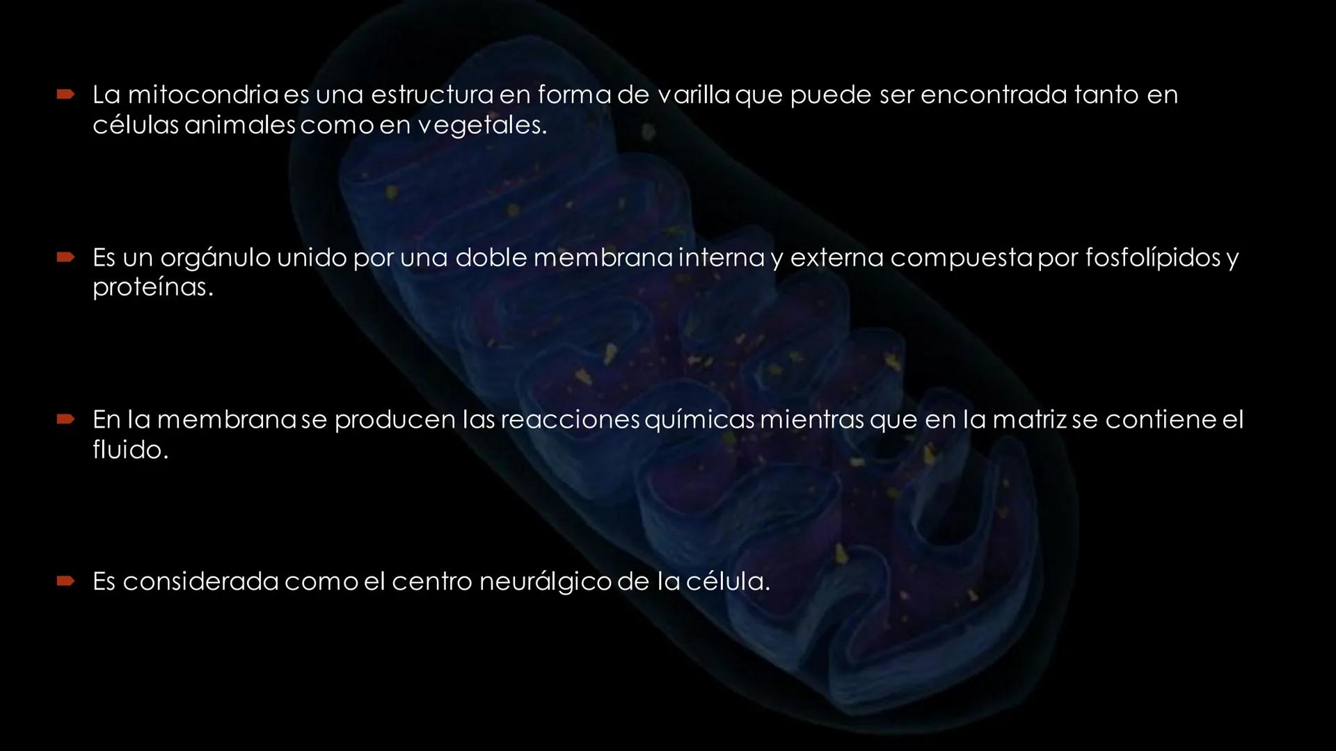 - PROCESOS BIOLÓGICOS.
CÉLULA ANIMAL Y SUS COMPONENTES.
Equipo Huesitos. # NÚCLEO # NUCLEO.
* Es un orgánulo típico de células eucariót