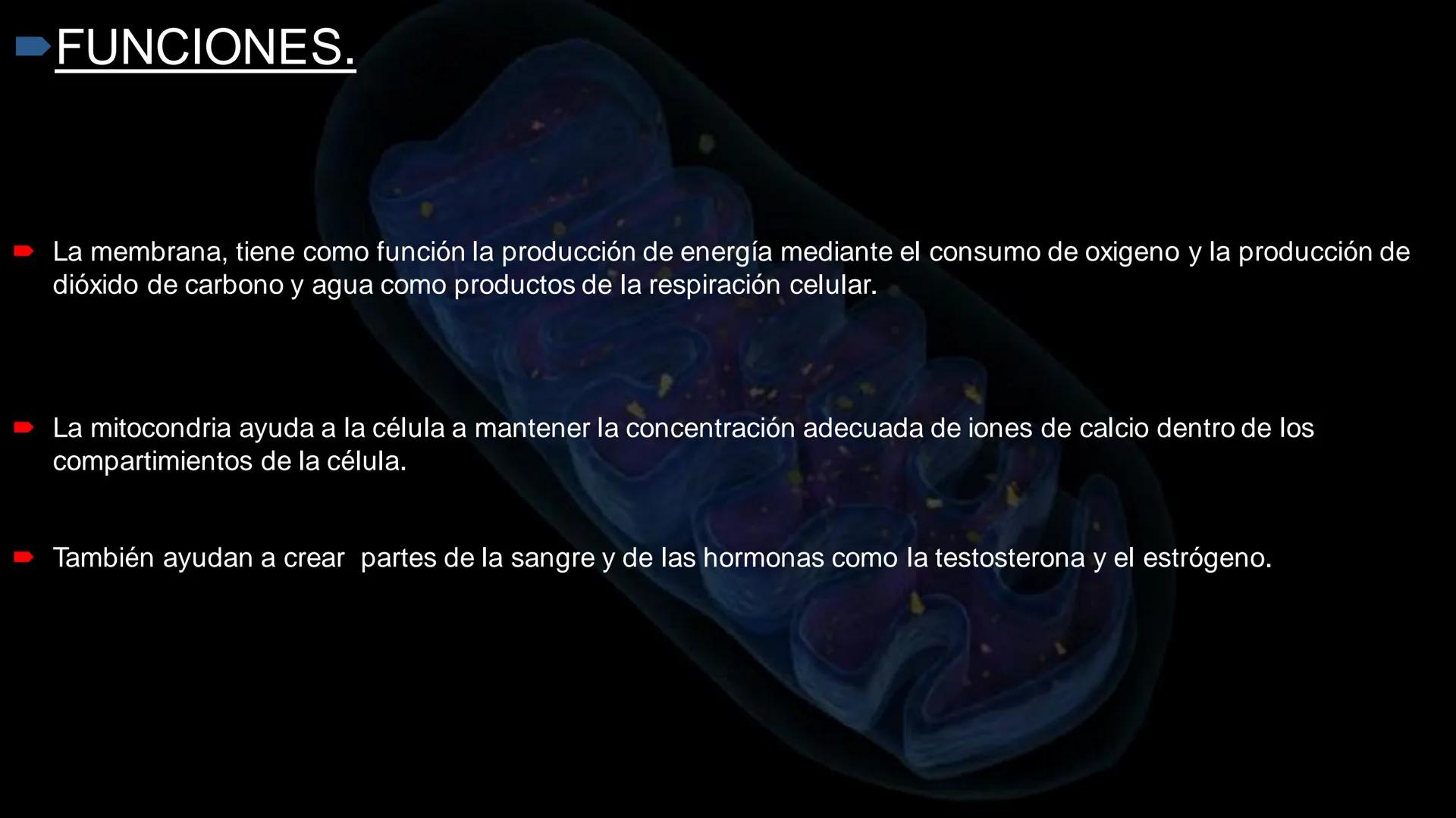 - PROCESOS BIOLÓGICOS.
CÉLULA ANIMAL Y SUS COMPONENTES.
Equipo Huesitos. # NÚCLEO # NUCLEO.
* Es un orgánulo típico de células eucariót