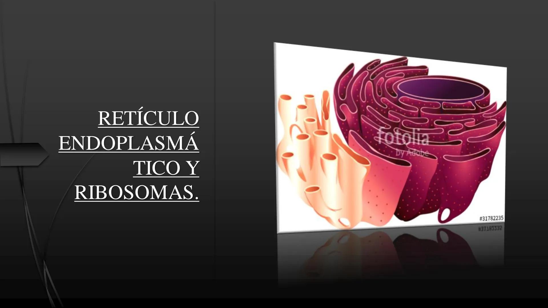 - PROCESOS BIOLÓGICOS.
CÉLULA ANIMAL Y SUS COMPONENTES.
Equipo Huesitos. # NÚCLEO # NUCLEO.
* Es un orgánulo típico de células eucariót