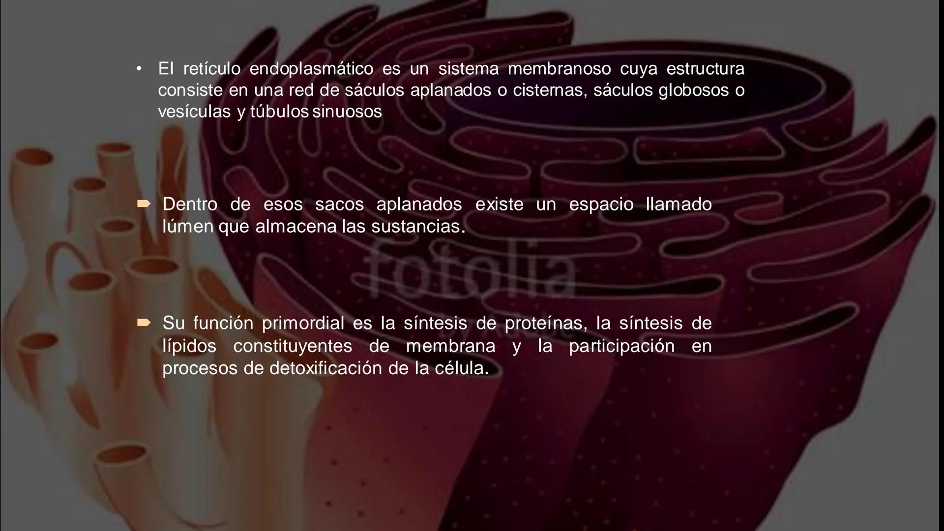 - PROCESOS BIOLÓGICOS.
CÉLULA ANIMAL Y SUS COMPONENTES.
Equipo Huesitos. # NÚCLEO # NUCLEO.
* Es un orgánulo típico de células eucariót