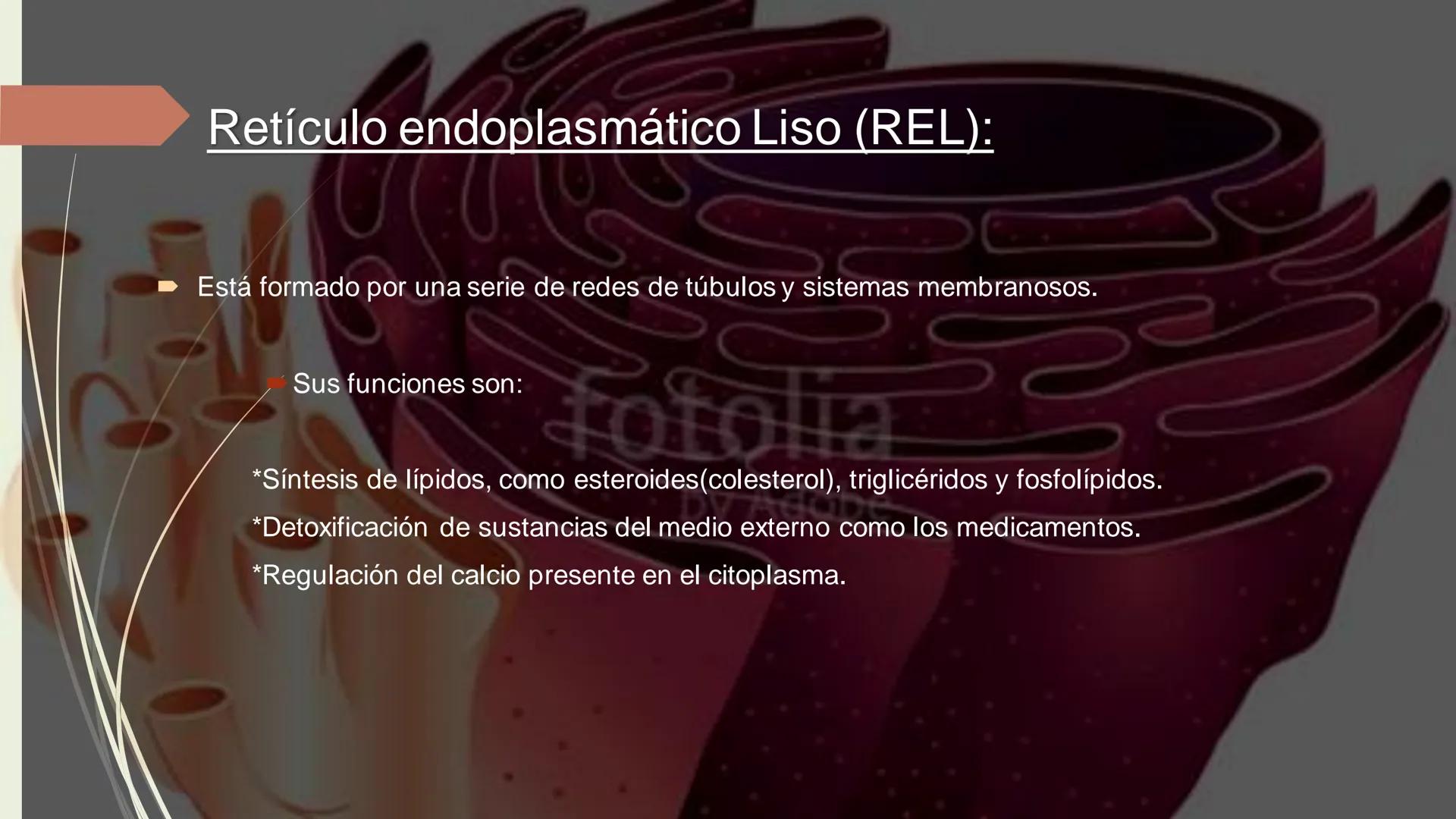 - PROCESOS BIOLÓGICOS.
CÉLULA ANIMAL Y SUS COMPONENTES.
Equipo Huesitos. # NÚCLEO # NUCLEO.
* Es un orgánulo típico de células eucariót