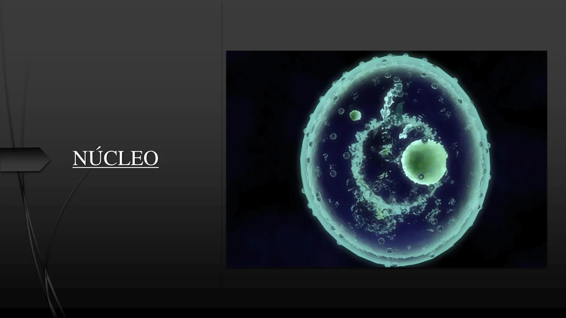 - PROCESOS BIOLÓGICOS.
CÉLULA ANIMAL Y SUS COMPONENTES.
Equipo Huesitos. # NÚCLEO # NUCLEO.
* Es un orgánulo típico de células eucariót