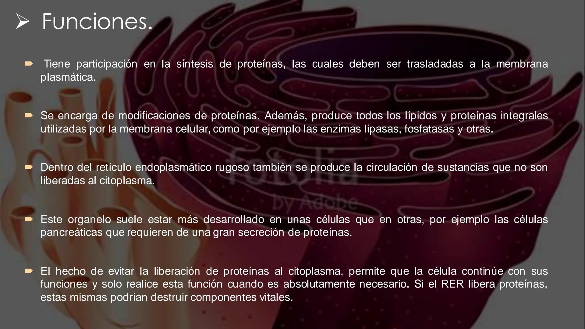 - PROCESOS BIOLÓGICOS.
CÉLULA ANIMAL Y SUS COMPONENTES.
Equipo Huesitos. # NÚCLEO # NUCLEO.
* Es un orgánulo típico de células eucariót
