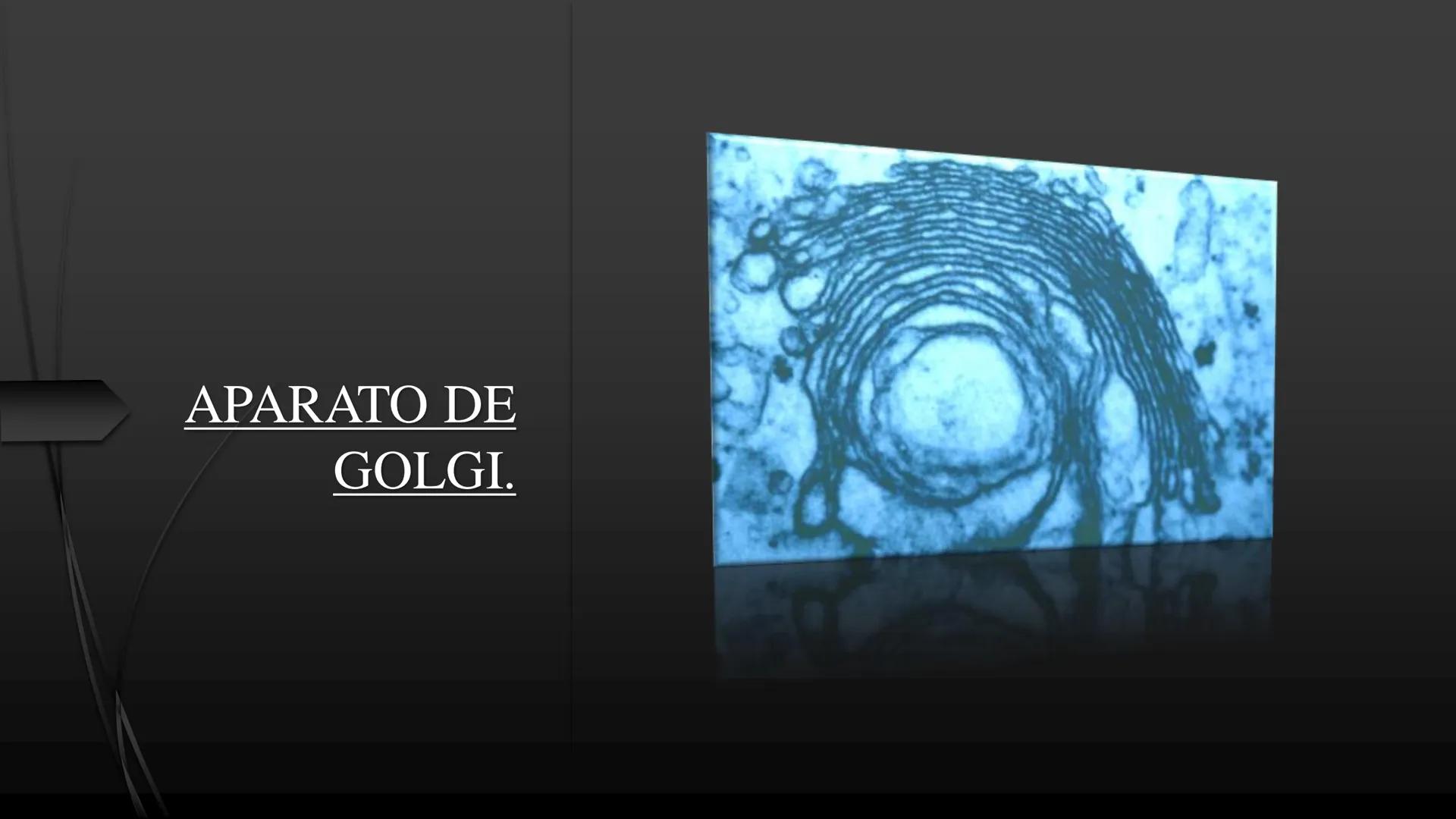 - PROCESOS BIOLÓGICOS.
CÉLULA ANIMAL Y SUS COMPONENTES.
Equipo Huesitos. # NÚCLEO # NUCLEO.
* Es un orgánulo típico de células eucariót