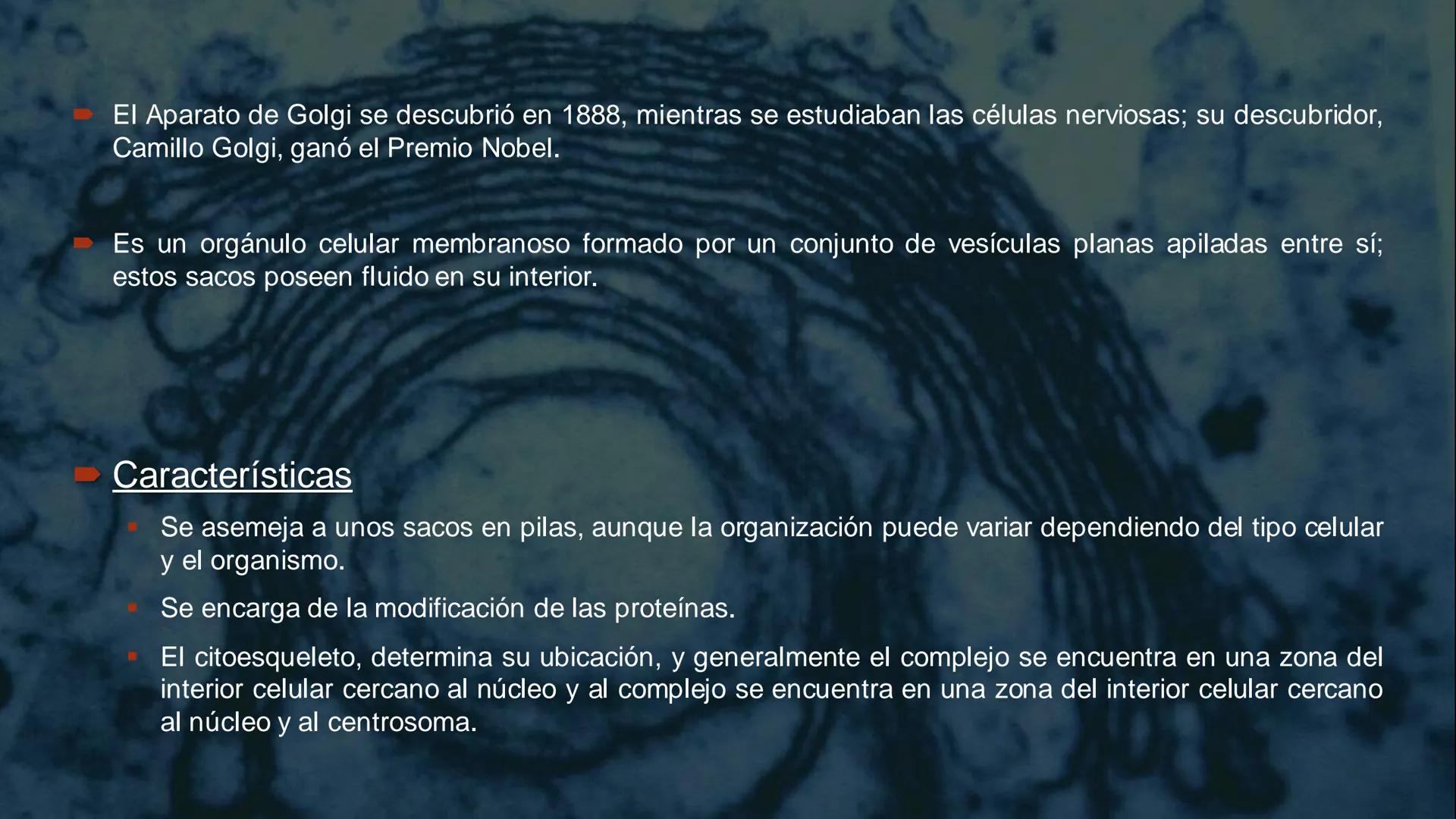 - PROCESOS BIOLÓGICOS.
CÉLULA ANIMAL Y SUS COMPONENTES.
Equipo Huesitos. # NÚCLEO # NUCLEO.
* Es un orgánulo típico de células eucariót