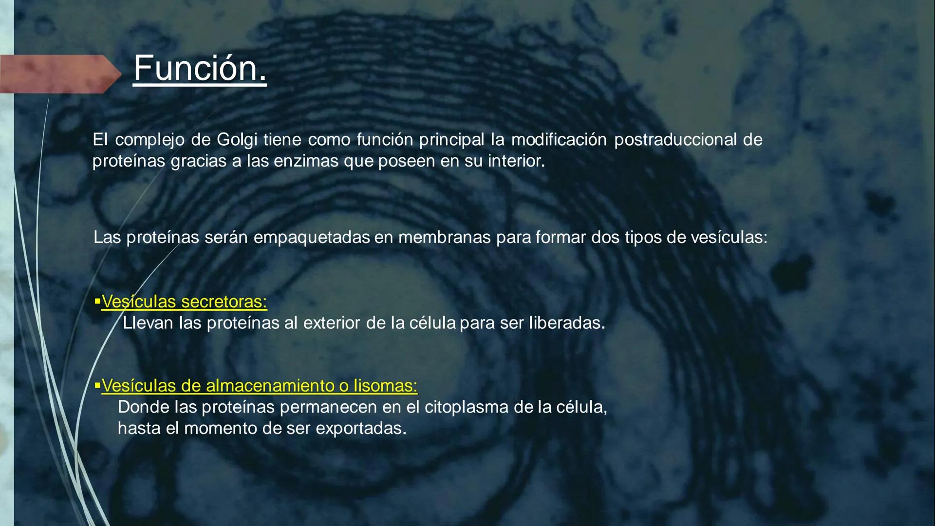 - PROCESOS BIOLÓGICOS.
CÉLULA ANIMAL Y SUS COMPONENTES.
Equipo Huesitos. # NÚCLEO # NUCLEO.
* Es un orgánulo típico de células eucariót