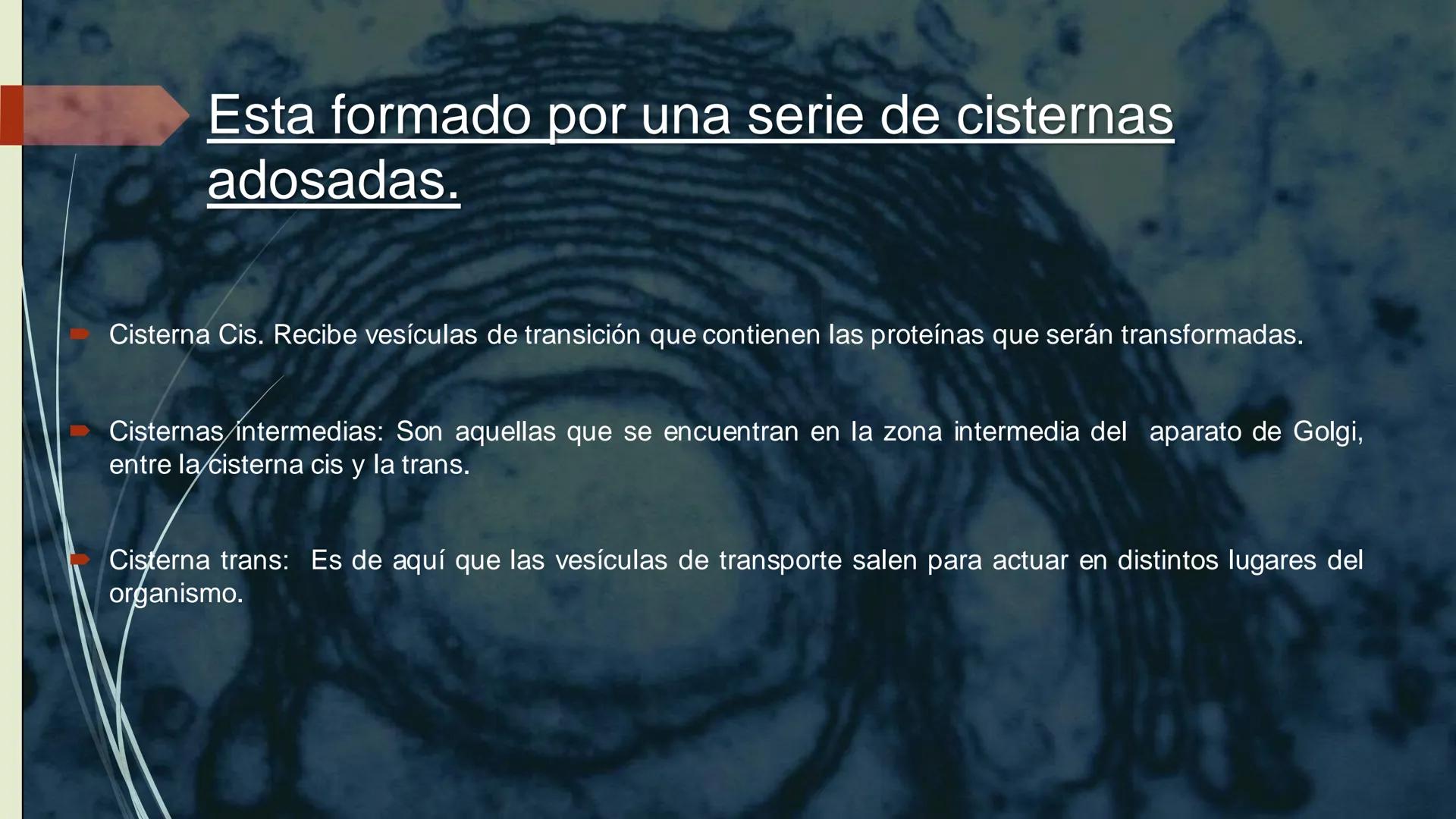 - PROCESOS BIOLÓGICOS.
CÉLULA ANIMAL Y SUS COMPONENTES.
Equipo Huesitos. # NÚCLEO # NUCLEO.
* Es un orgánulo típico de células eucariót