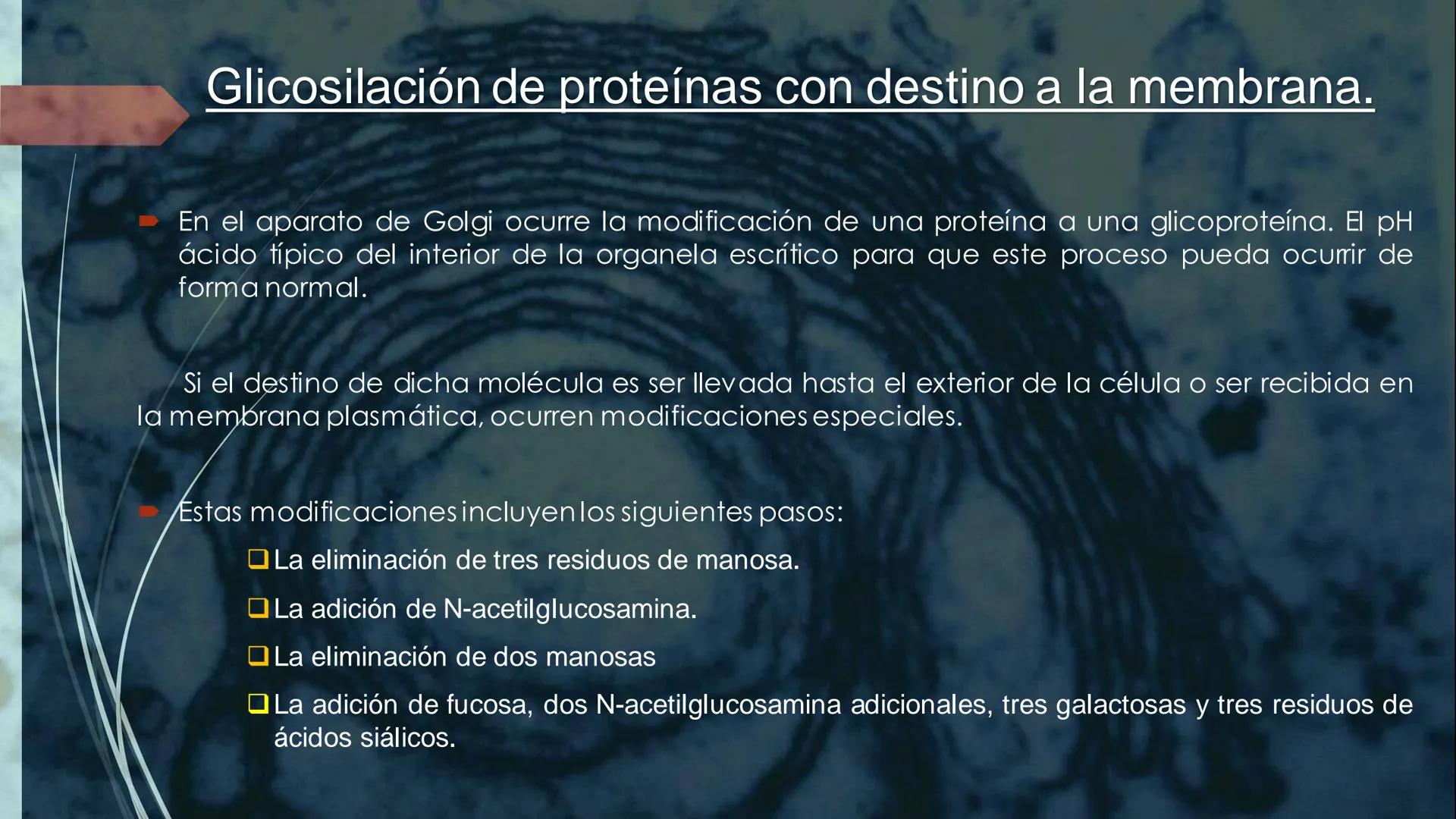 - PROCESOS BIOLÓGICOS.
CÉLULA ANIMAL Y SUS COMPONENTES.
Equipo Huesitos. # NÚCLEO # NUCLEO.
* Es un orgánulo típico de células eucariót