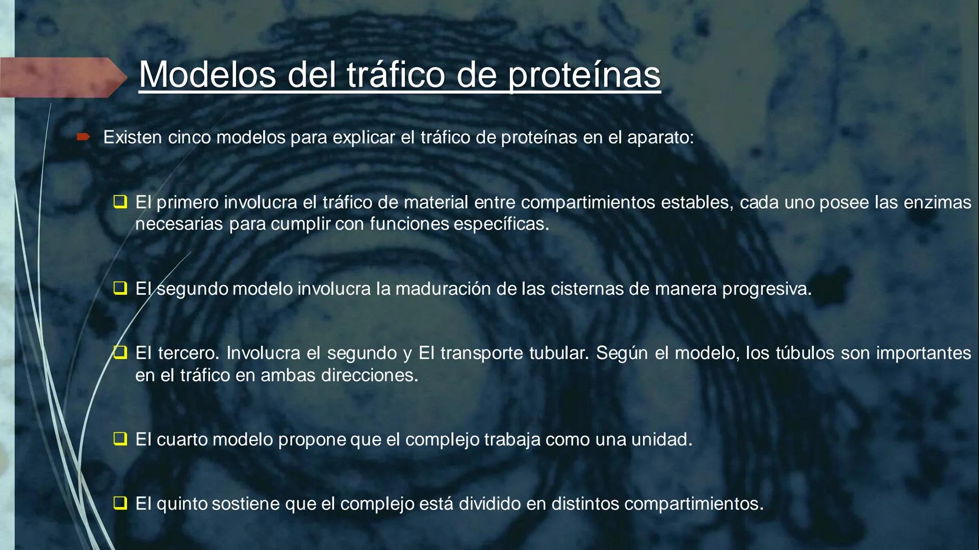- PROCESOS BIOLÓGICOS.
CÉLULA ANIMAL Y SUS COMPONENTES.
Equipo Huesitos. # NÚCLEO # NUCLEO.
* Es un orgánulo típico de células eucariót