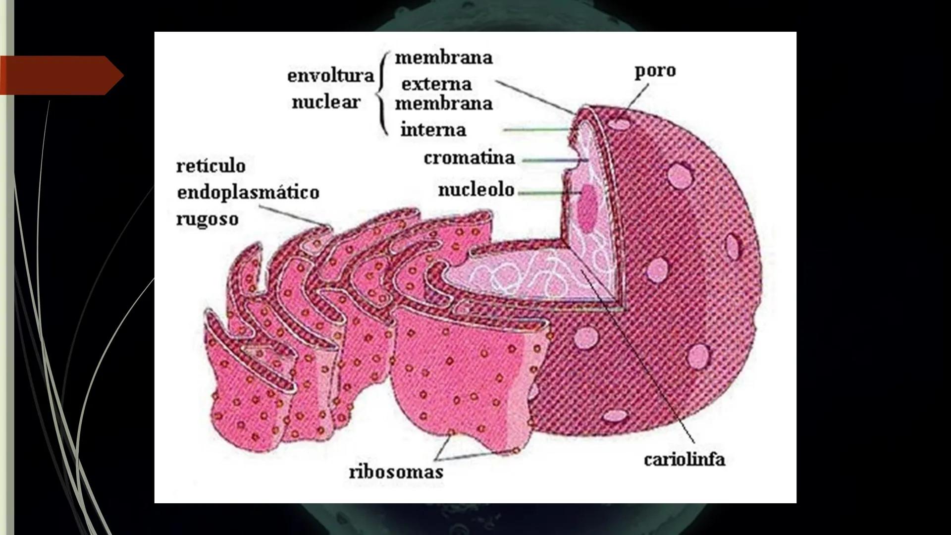 - PROCESOS BIOLÓGICOS.
CÉLULA ANIMAL Y SUS COMPONENTES.
Equipo Huesitos. # NÚCLEO # NUCLEO.
* Es un orgánulo típico de células eucariót