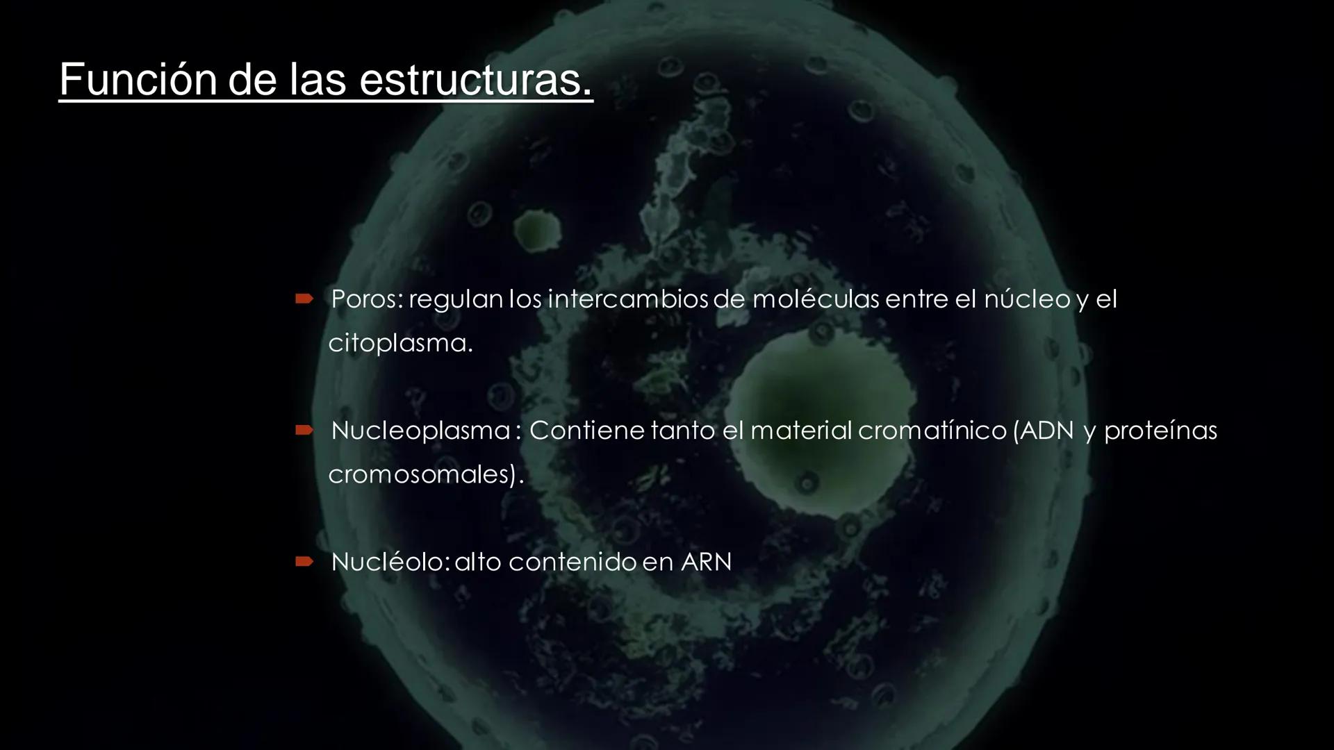 - PROCESOS BIOLÓGICOS.
CÉLULA ANIMAL Y SUS COMPONENTES.
Equipo Huesitos. # NÚCLEO # NUCLEO.
* Es un orgánulo típico de células eucariót