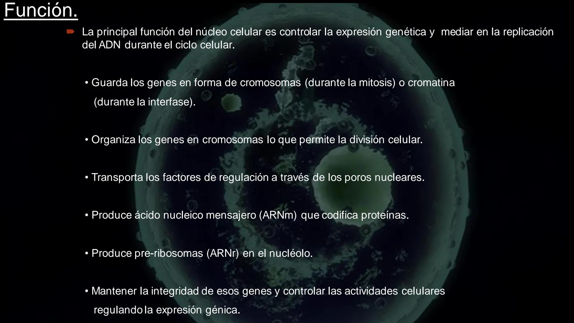 - PROCESOS BIOLÓGICOS.
CÉLULA ANIMAL Y SUS COMPONENTES.
Equipo Huesitos. # NÚCLEO # NUCLEO.
* Es un orgánulo típico de células eucariót