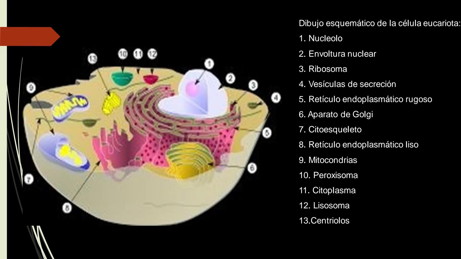 - PROCESOS BIOLÓGICOS.
CÉLULA ANIMAL Y SUS COMPONENTES.
Equipo Huesitos. # NÚCLEO # NUCLEO.
* Es un orgánulo típico de células eucariót