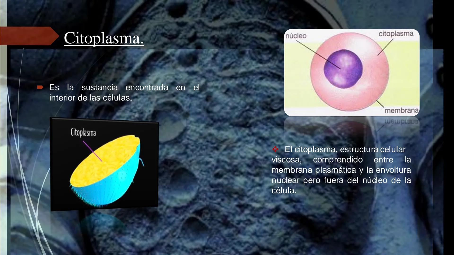 - PROCESOS BIOLÓGICOS.
CÉLULA ANIMAL Y SUS COMPONENTES.
Equipo Huesitos. # NÚCLEO # NUCLEO.
* Es un orgánulo típico de células eucariót