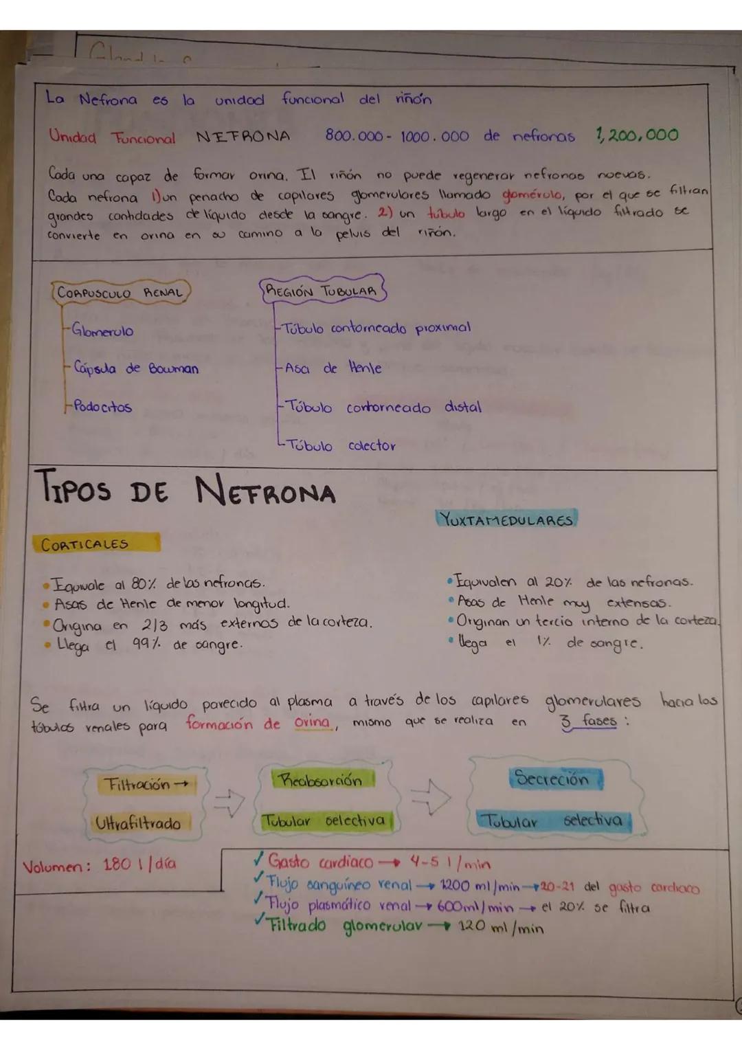 # Fisiología Renal
FUNCIONES HOMEOS TÁTICAS
1. Excreción de productos metabólicos de desecho, sustancias químicas, fármacos y metabolilos