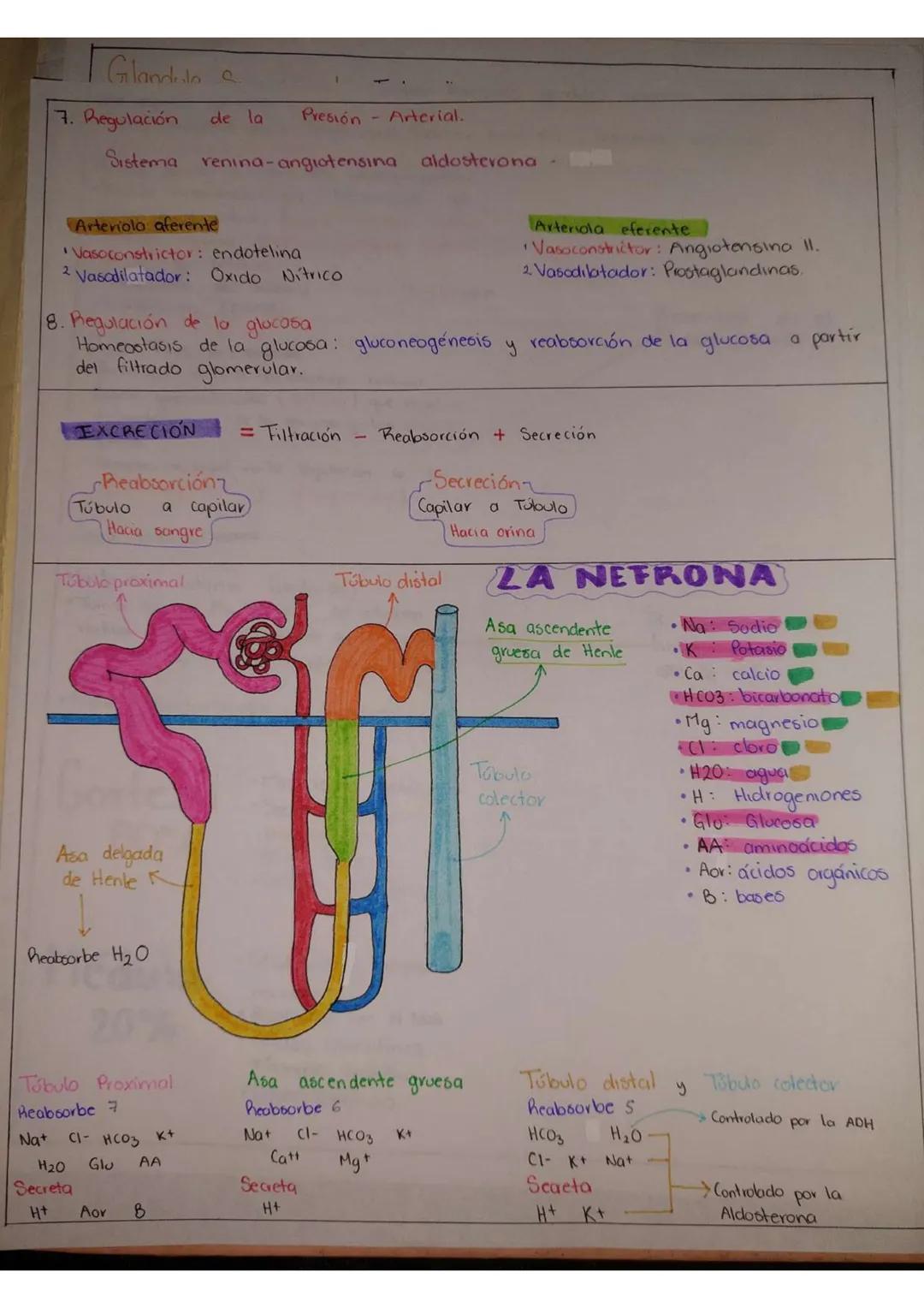 # Fisiología Renal
FUNCIONES HOMEOS TÁTICAS
1. Excreción de productos metabólicos de desecho, sustancias químicas, fármacos y metabolilos