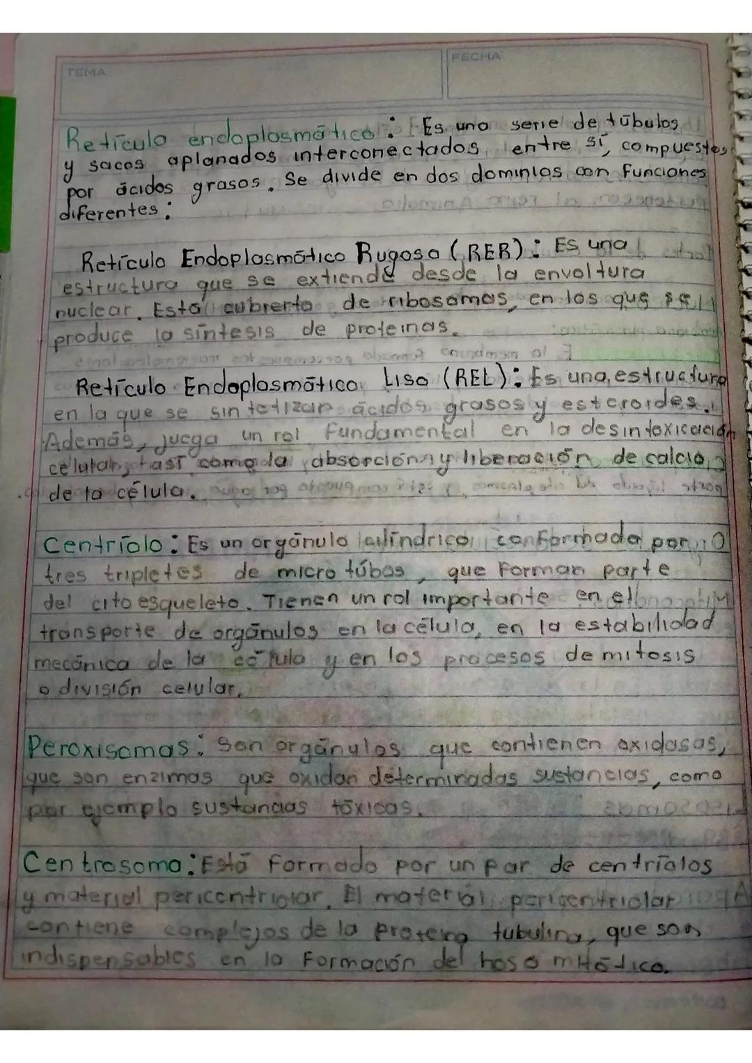 # Célula Eucariota
La célula cucariota es aquella cuyo material hereditario (ADN)
se encuentra envuelto por una membrana, la envoltura nude