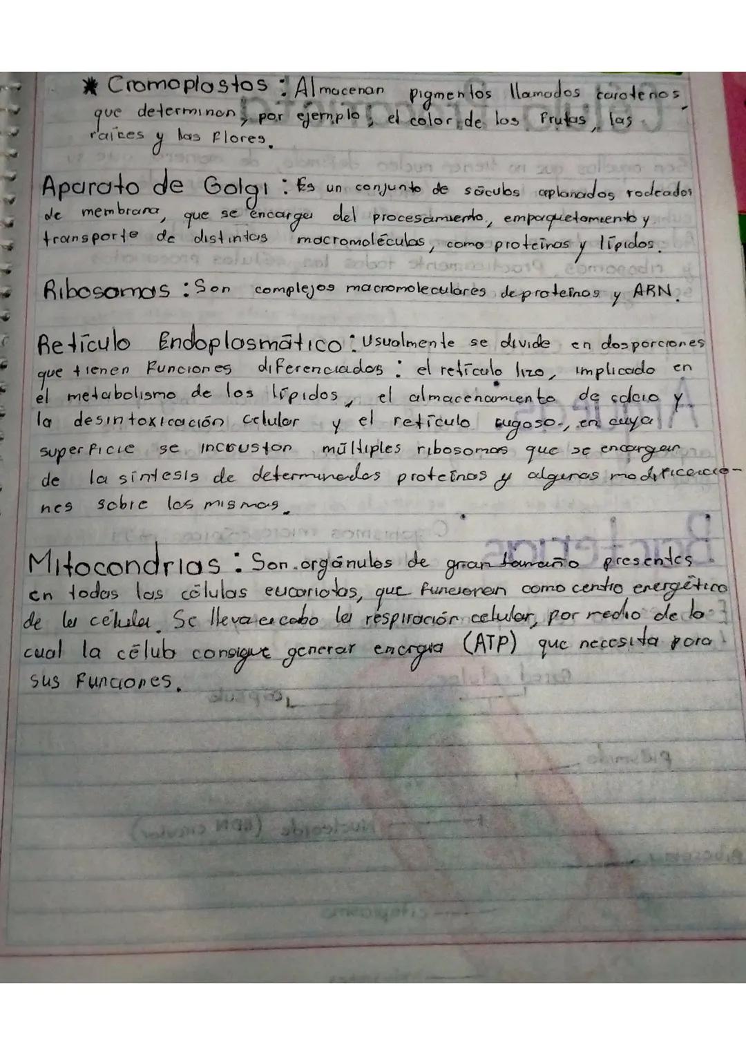 # Célula Eucariota
La célula cucariota es aquella cuyo material hereditario (ADN)
se encuentra envuelto por una membrana, la envoltura nude