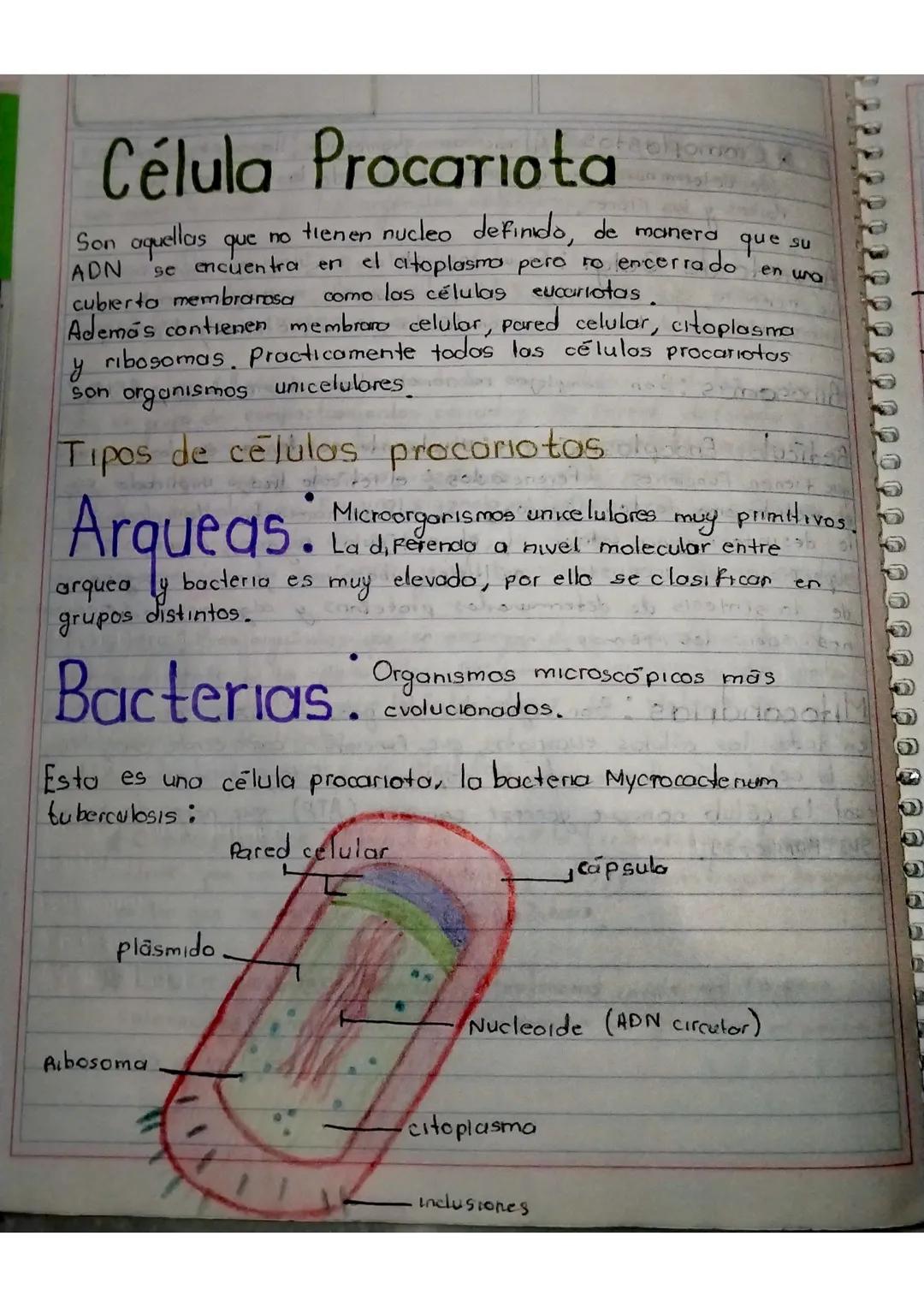# Célula Eucariota
La célula cucariota es aquella cuyo material hereditario (ADN)
se encuentra envuelto por una membrana, la envoltura nude