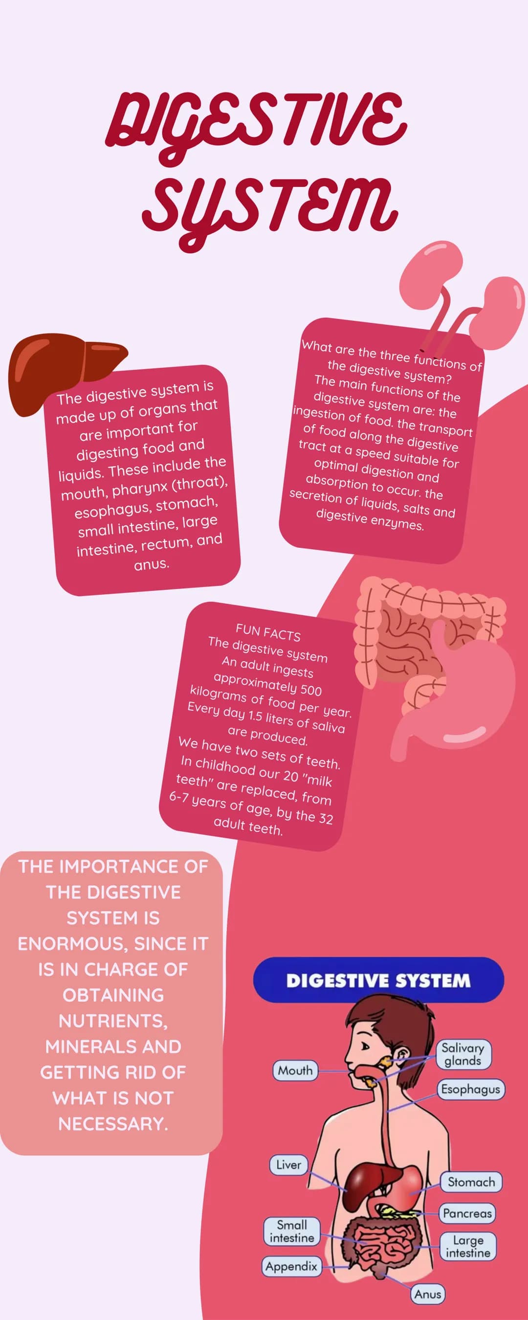 # DIGESTIVE
SYSTEM
The digestive system is
made up of organs that
are important for
digesting food and
liquids. These include the
mouth, ph
