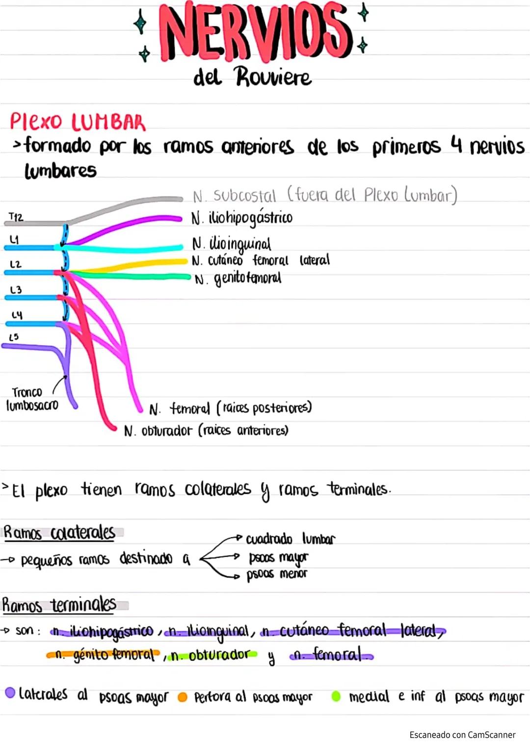 Plexo LUMBAR
NERVIOS
del Rouviere
>formado por los ramos anteriores de los primeros 4 nervios
Lumbares
T12
L1
L2
L3
L4
L5
N. Subcostal (fuer
