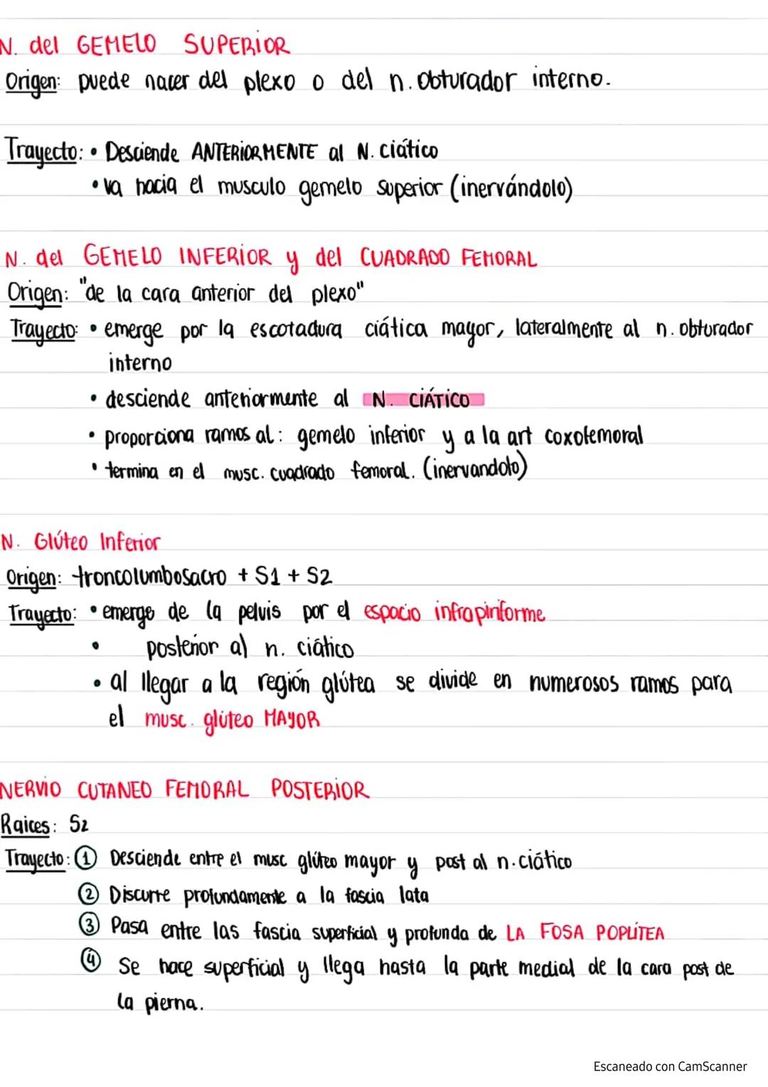 Plexo LUMBAR
NERVIOS
del Rouviere
>formado por los ramos anteriores de los primeros 4 nervios
Lumbares
T12
L1
L2
L3
L4
L5
N. Subcostal (fuer