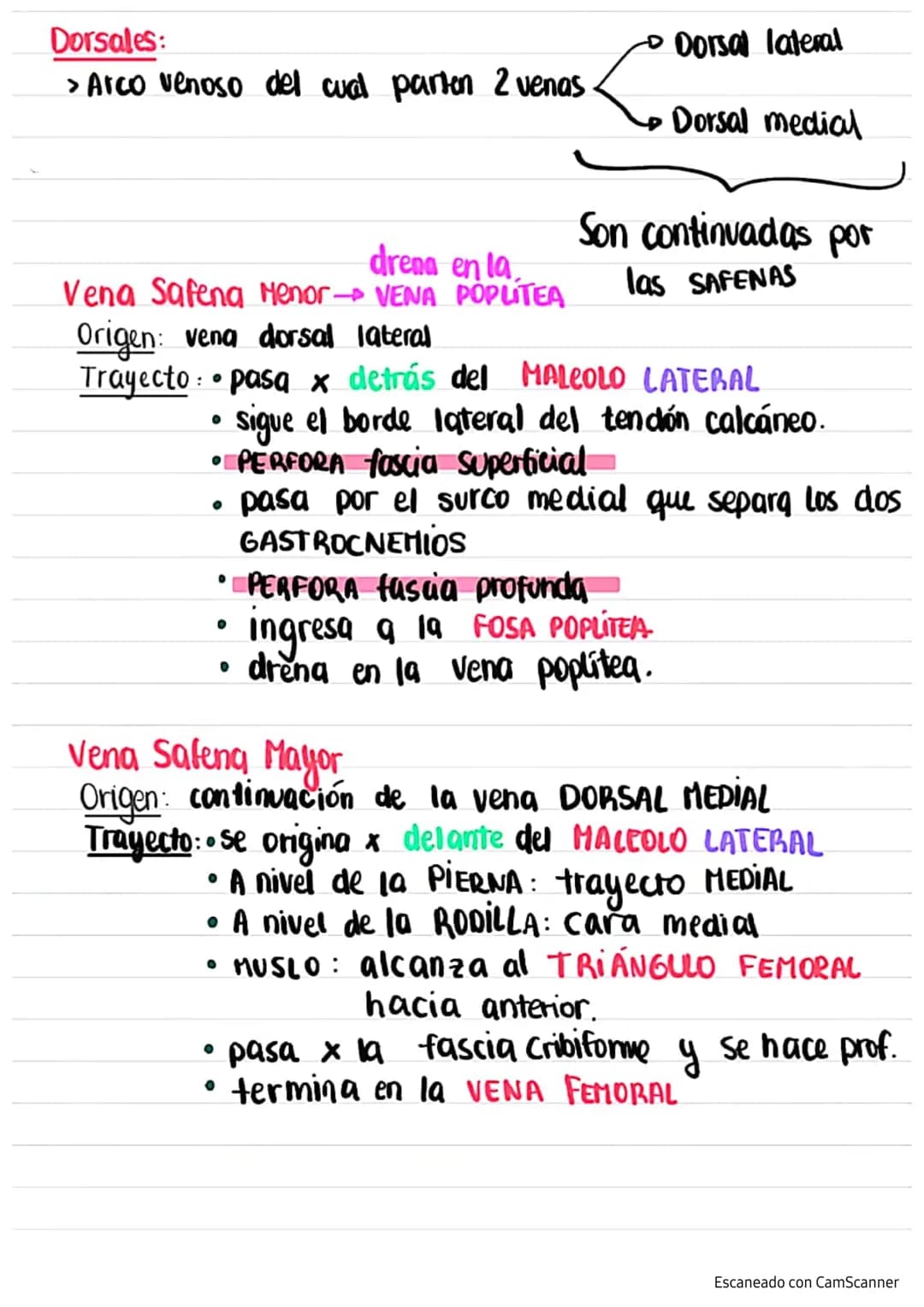 + VENAS+
Latarjet
Venas del
M.I.
Red venosa profunda→ satélites de las arterias
principales
Red venosa superficial subcutáneas que drenan