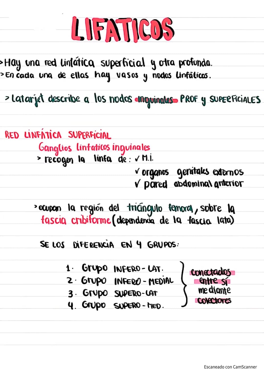 + VENAS+
Latarjet
Venas del
M.I.
Red venosa profunda→ satélites de las arterias
principales
Red venosa superficial subcutáneas que drenan