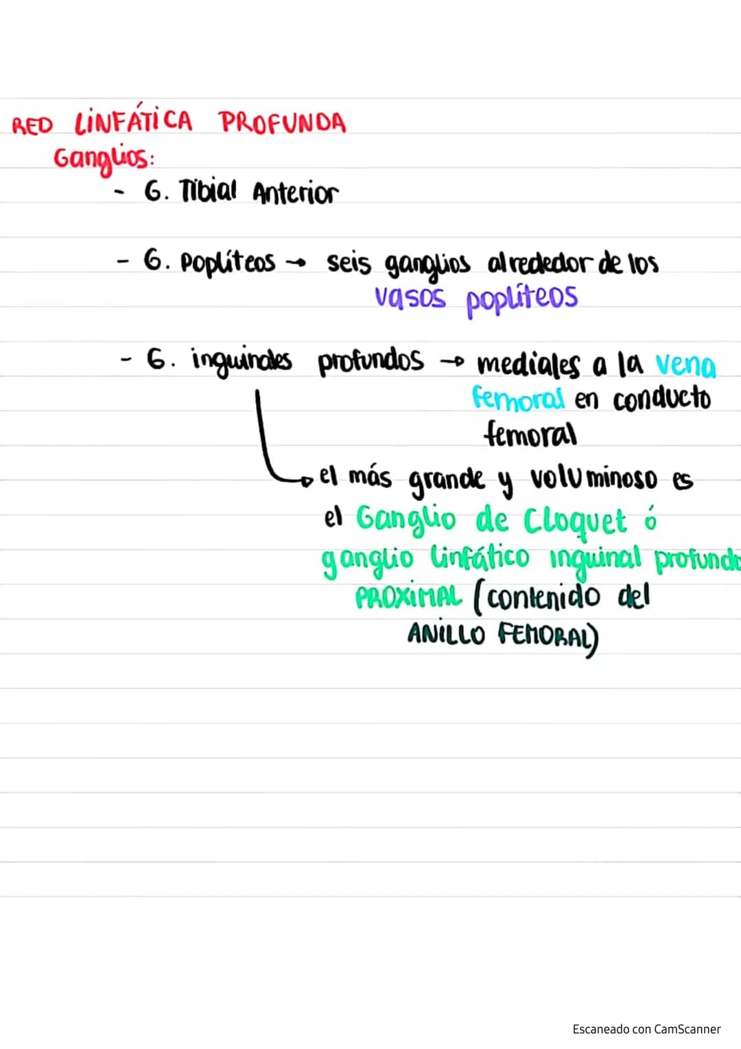 + VENAS+
Latarjet
Venas del
M.I.
Red venosa profunda→ satélites de las arterias
principales
Red venosa superficial subcutáneas que drenan