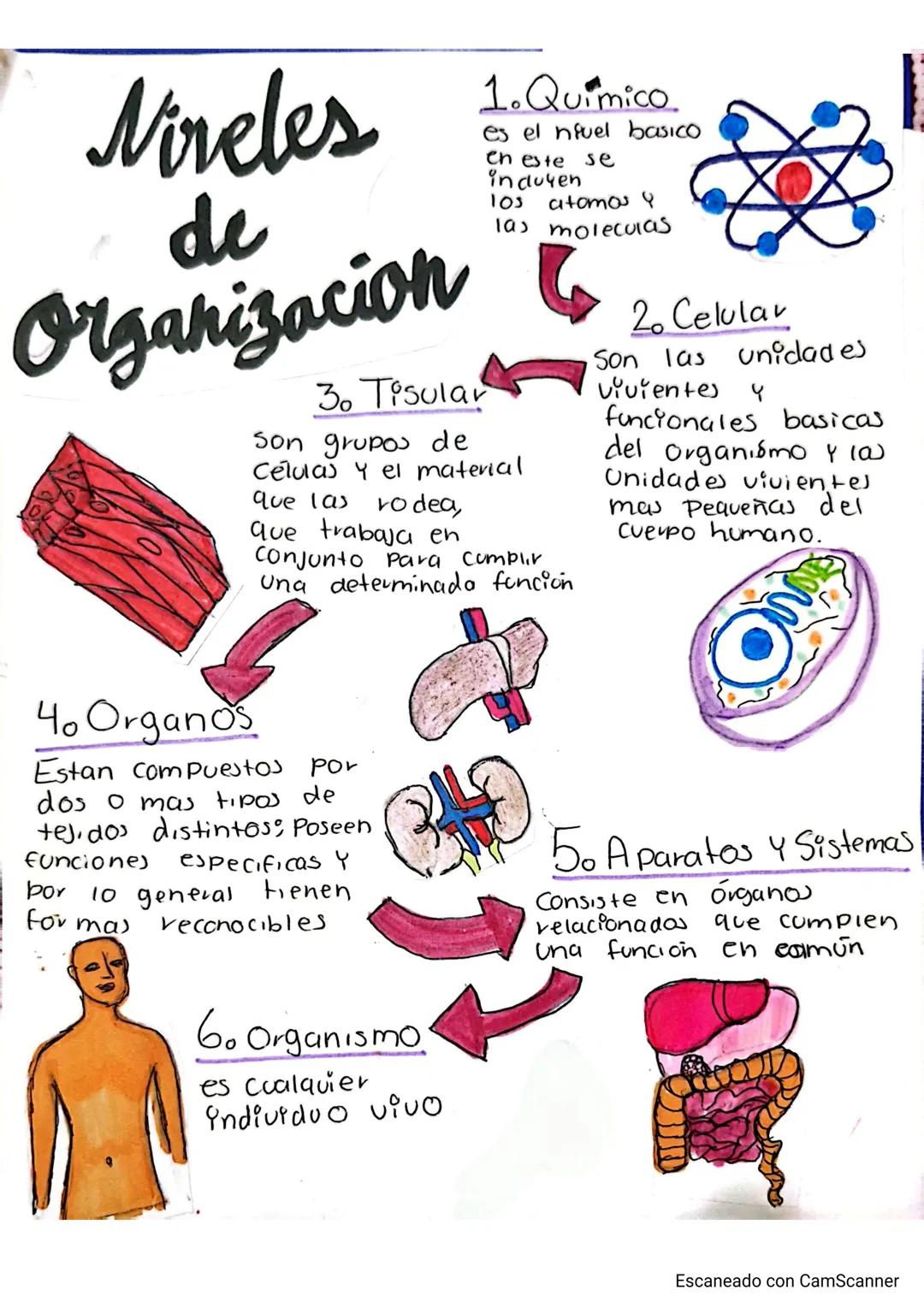Nireles
de
Organizacion
1. Quimico
es el nfuel basico
en este se
induyen
los atomos Y
las moleculas
2. Celular
3. Tisular
Son grupos de
Celu