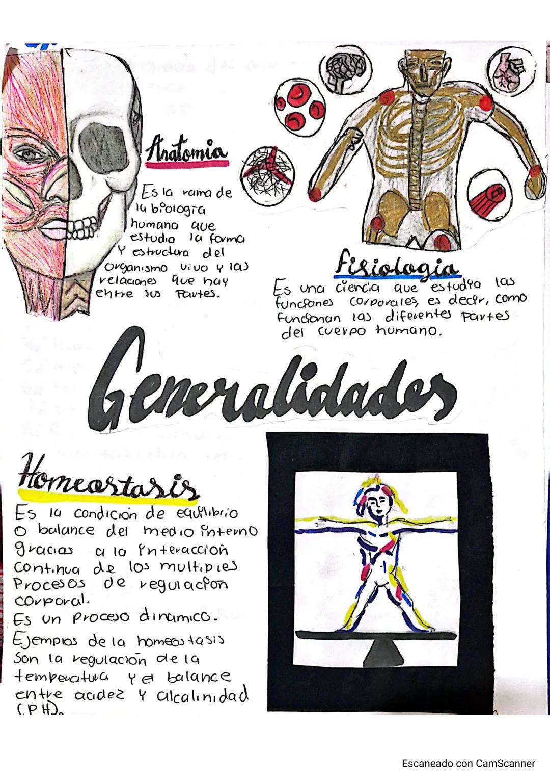 Anatomia
Es la vama de
la biologia
humana ave
estudio la forma
Y estructura del
Organismo vivo y las
relaciones que hay
entre sus Partes.
F