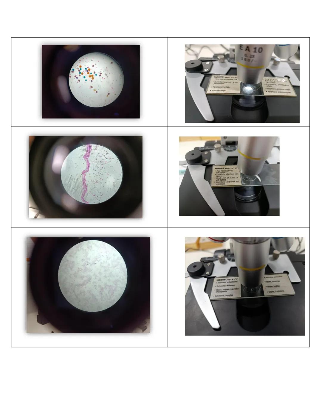 NIVERSIDAD DEL PAPALOAPAA
UNPA
OAXACA
Ingeniería en biotecnología
Universidad del Papaloapan
Febrero 2019
Manual de prácticas y protocol