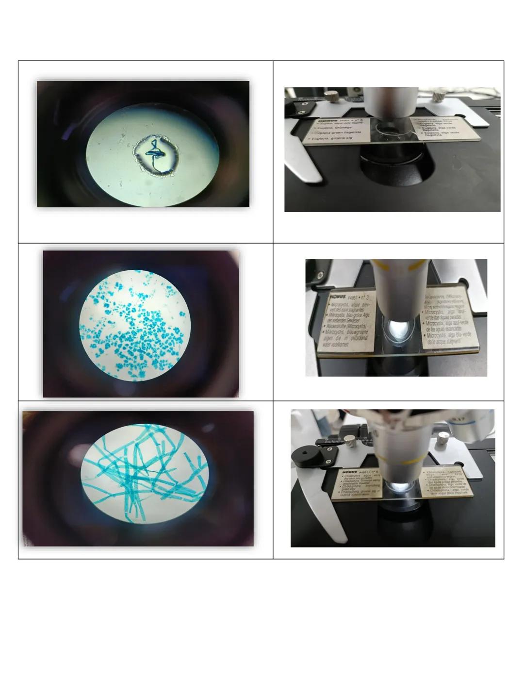 NIVERSIDAD DEL PAPALOAPAA
UNPA
OAXACA
Ingeniería en biotecnología
Universidad del Papaloapan
Febrero 2019
Manual de prácticas y protocol