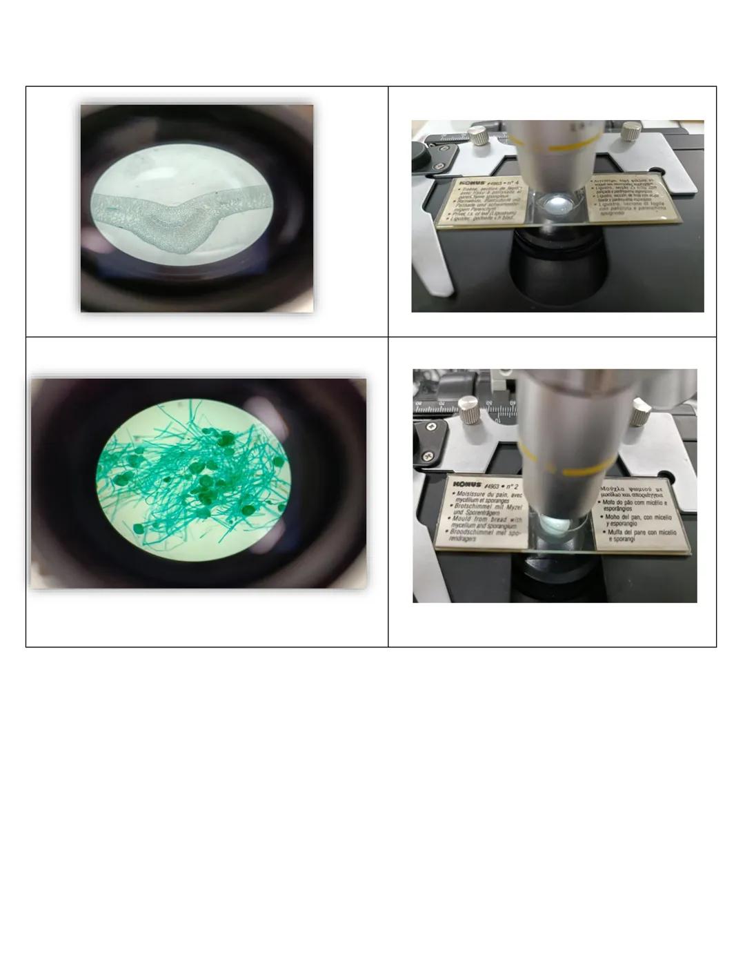 NIVERSIDAD DEL PAPALOAPAA
UNPA
OAXACA
Ingeniería en biotecnología
Universidad del Papaloapan
Febrero 2019
Manual de prácticas y protocol