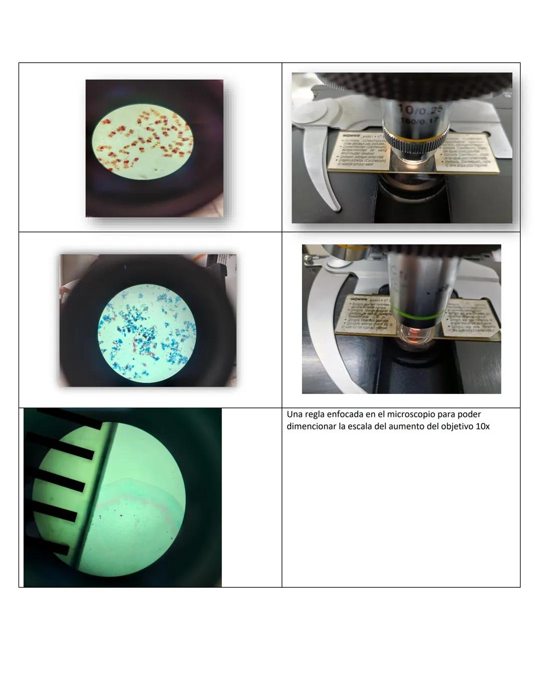 NIVERSIDAD DEL PAPALOAPAA
UNPA
OAXACA
Ingeniería en biotecnología
Universidad del Papaloapan
Febrero 2019
Manual de prácticas y protocol