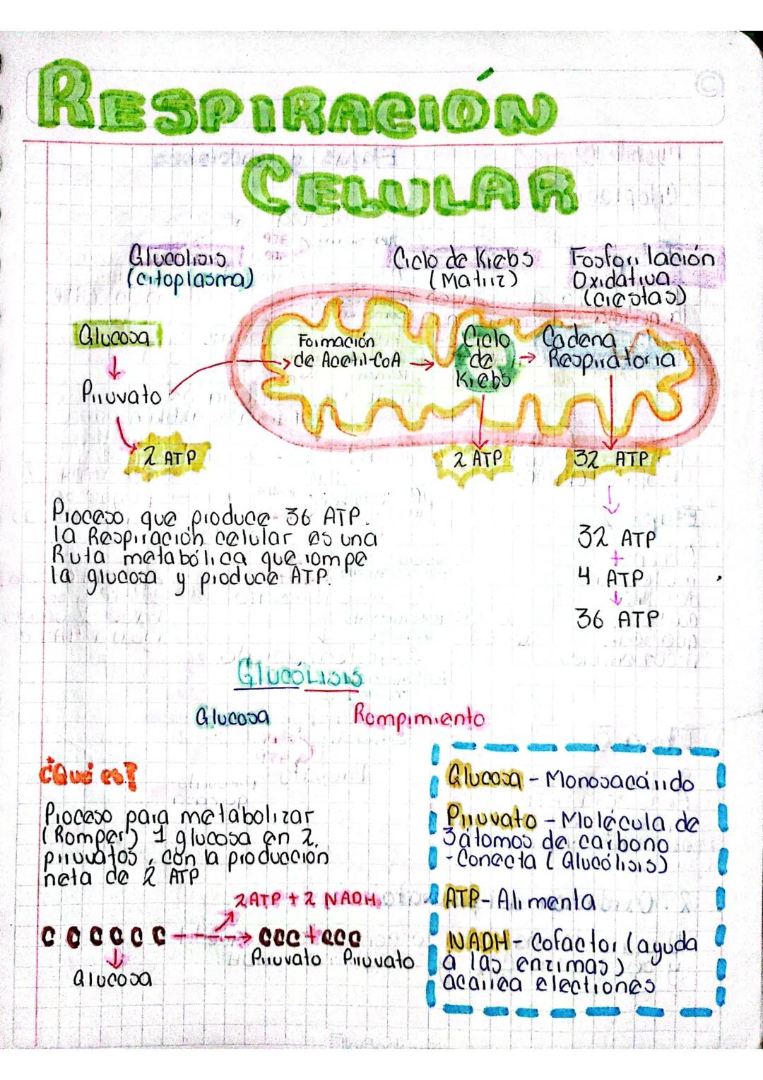 # RESPIRACIÓN
# CELULAR
Glucolios
(citoplasma)
Glucosa
↓
Piluvato
Ciclo de Kiebs Fosfori lación
(Matiiz)
Oxidativa
(ciestas)
Formació