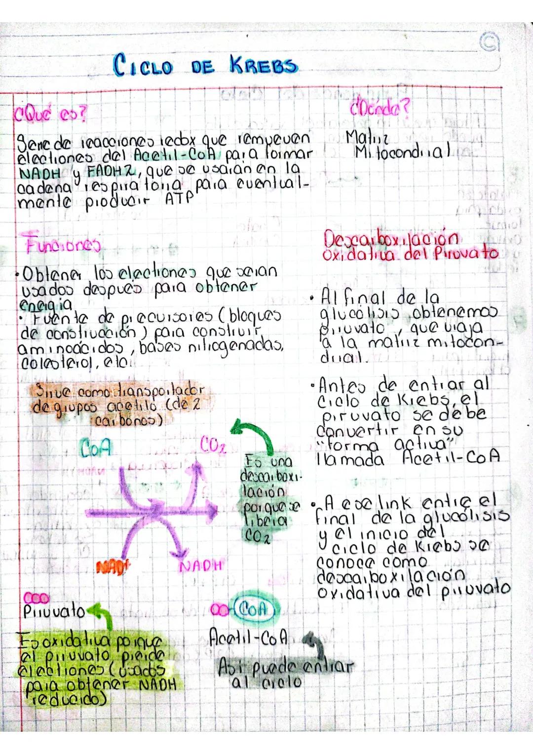 # RESPIRACIÓN
# CELULAR
Glucolios
(citoplasma)
Glucosa
↓
Piluvato
Ciclo de Kiebs Fosfori lación
(Matiiz)
Oxidativa
(ciestas)
Formació