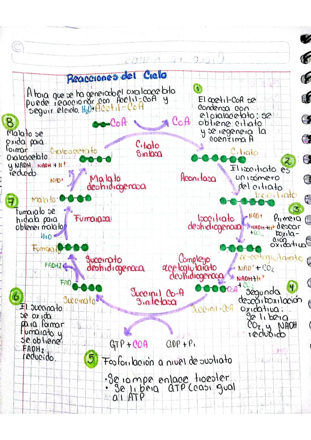 # RESPIRACIÓN
# CELULAR
Glucolios
(citoplasma)
Glucosa
↓
Piluvato
Ciclo de Kiebs Fosfori lación
(Matiiz)
Oxidativa
(ciestas)
Formació