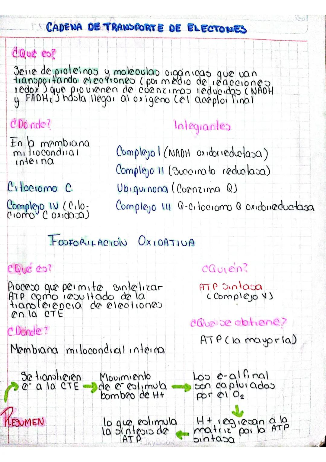 # RESPIRACIÓN
# CELULAR
Glucolios
(citoplasma)
Glucosa
↓
Piluvato
Ciclo de Kiebs Fosfori lación
(Matiiz)
Oxidativa
(ciestas)
Formació