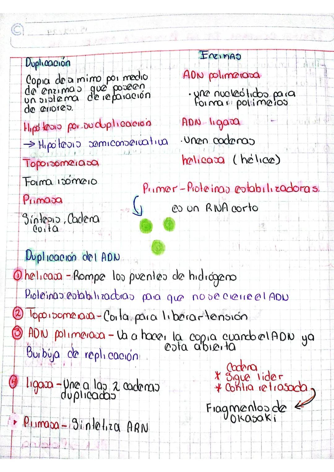 DUPLICACIÓN
Definicion:
Se produce una copia de sí mismo.
la duplicación consta de 3 etapas.
iniciación, elongación y terminación.
locali