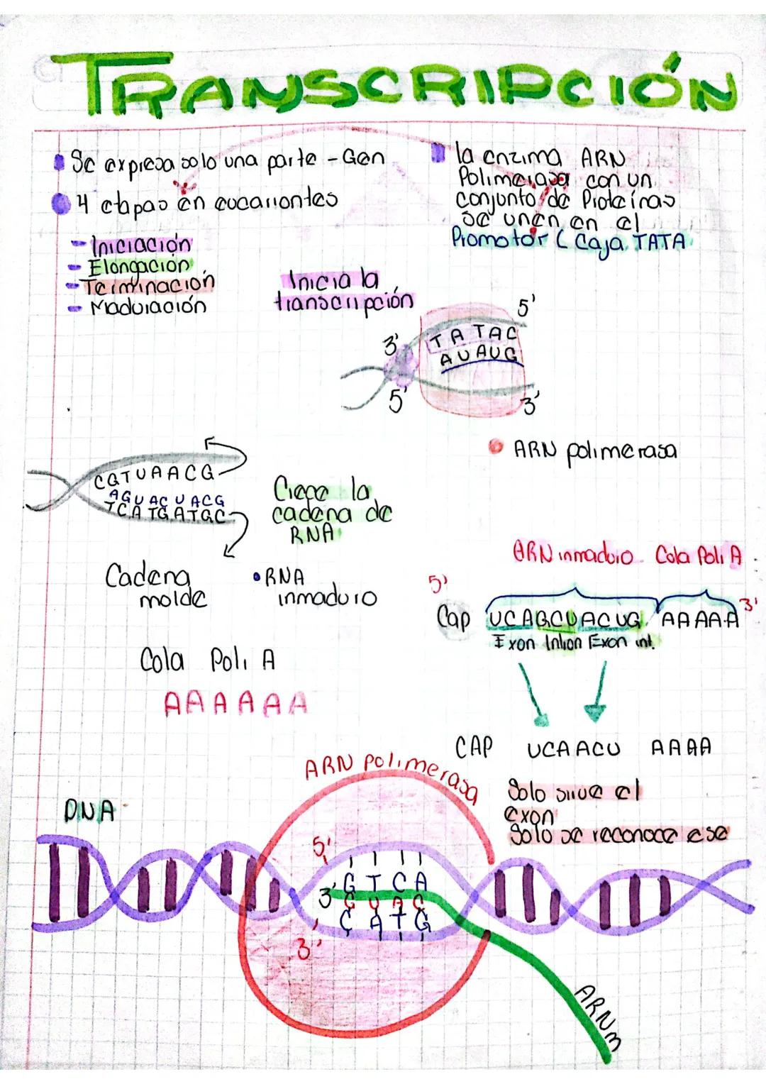 DUPLICACIÓN
Definicion:
Se produce una copia de sí mismo.
la duplicación consta de 3 etapas.
iniciación, elongación y terminación.
locali