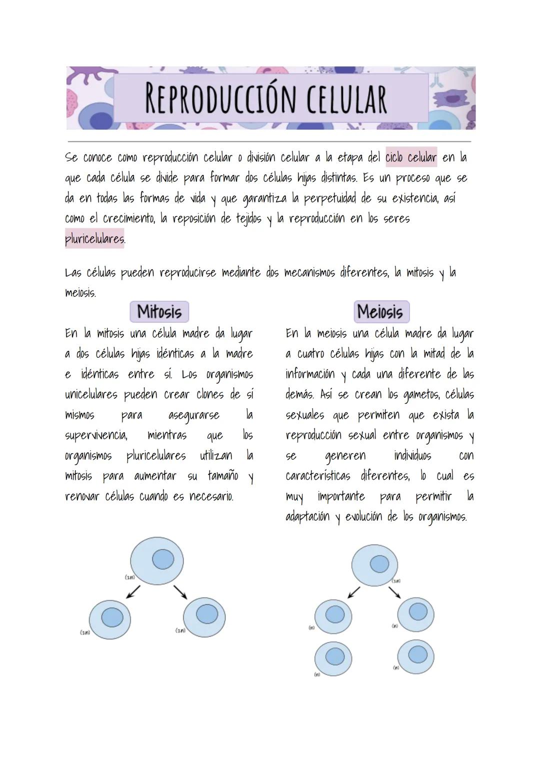 # REPRODUCCIÓN CELULAR
Se conoce como reproducción celular o división celular a la etapa del ciclo celular en la
que cada célula se divide