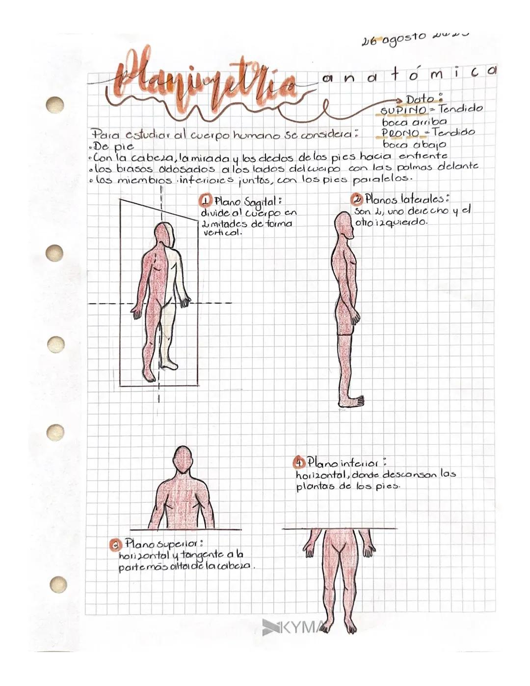 Planimetria anatomica