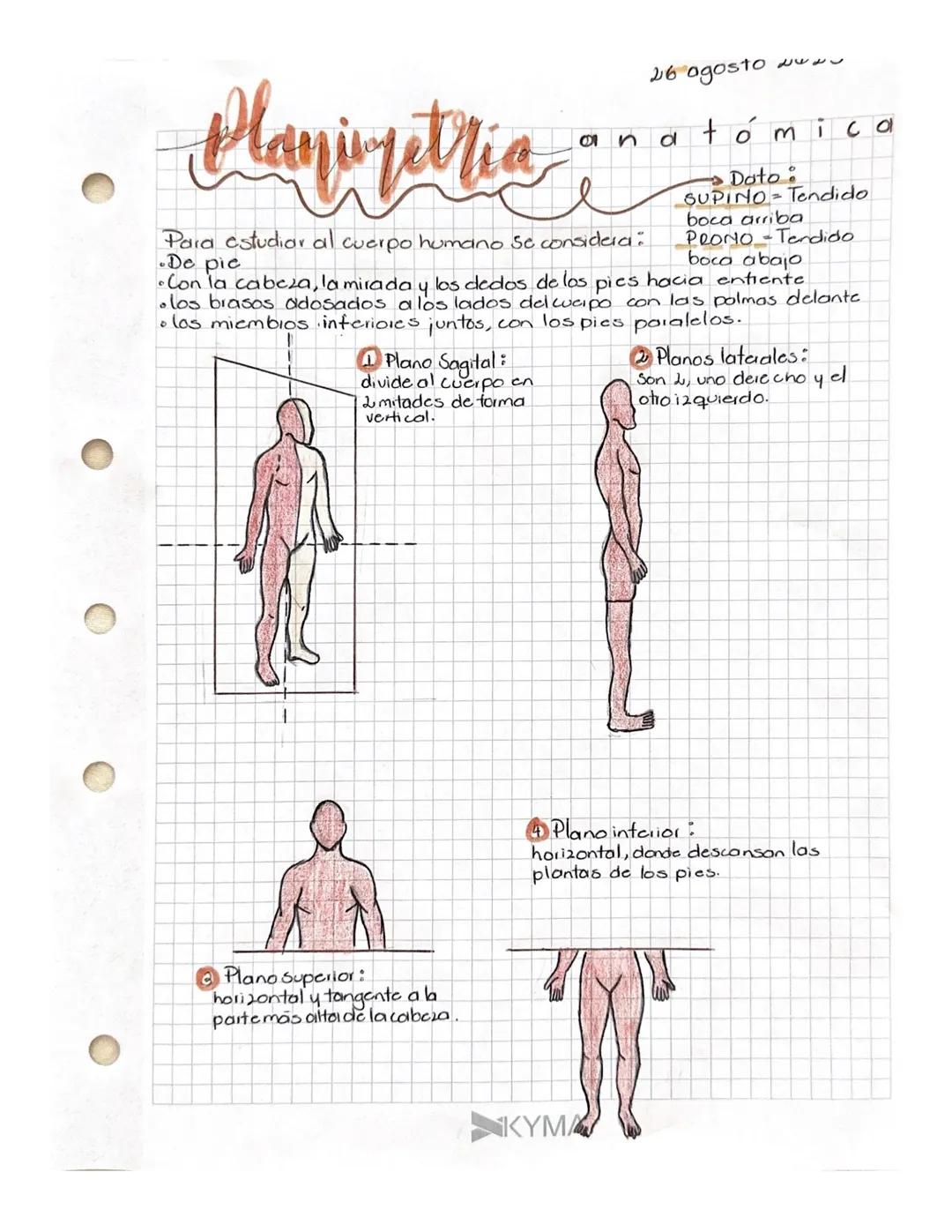 26 agosto
d
2433
tómico
Planimetria anatom
Para estudiar al cuerpo humano se considera:
De pic
SUPINO Tendido
boca arriba
PRONO -Tendido
boc