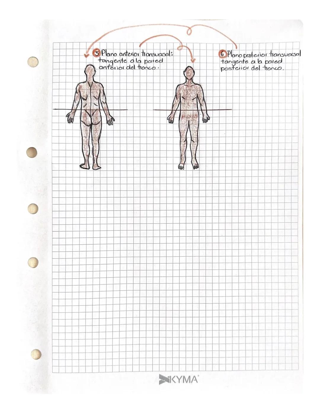 26 agosto
d
2433
tómico
Planimetria anatom
Para estudiar al cuerpo humano se considera:
De pic
SUPINO Tendido
boca arriba
PRONO -Tendido
boc