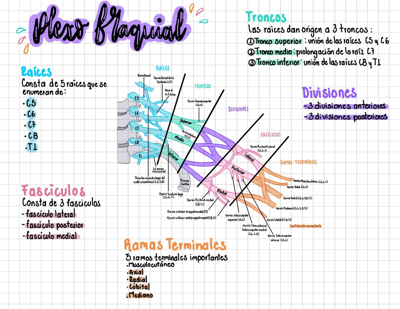 # Plexo floquial
Raices
Consta de 5 raíces que se
enumeran de:
- 05
- .C6
- .C7
- C8
- TI
C5
RAÍCES
Ramo Dorsal
Nervio Dorsal de la
Esc
