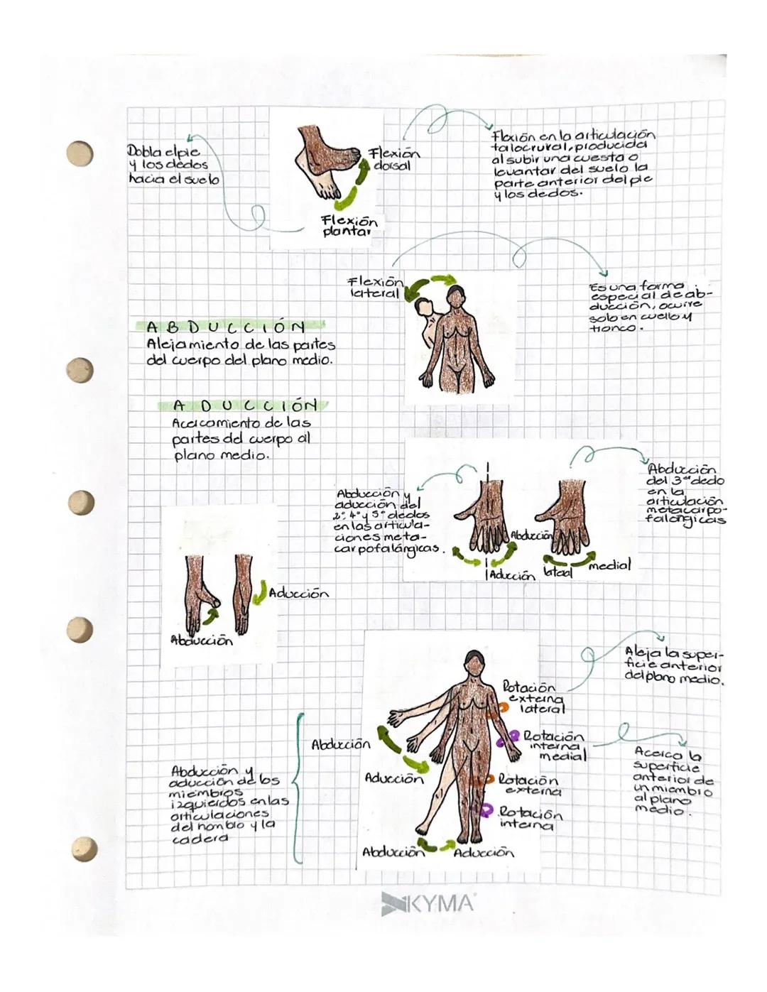 # Términos
EXTENCIÓN
Enderezamiento o aumento del
angulb entre los huesos o partes.
del cuerpo.
DE MOVIMIENTOS
¡Dato!
Diversos términos d