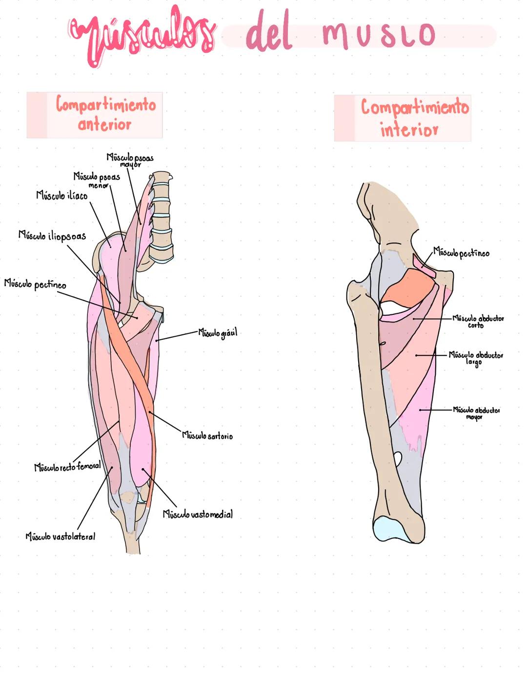 # oppusculos del musio
Compartimiento
anterior
Músculo psoas
mayor
Músculo psoas
menor
Músculo ilíaco
Músculo iliopsoas
Músculo pectinc