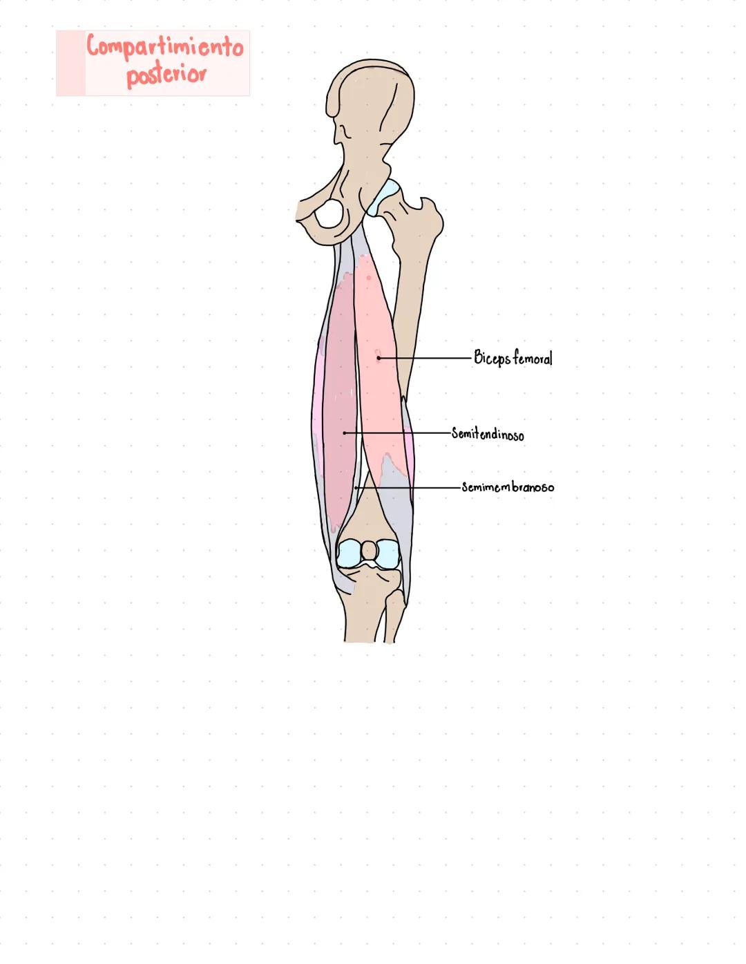 # oppusculos del musio
Compartimiento
anterior
Músculo psoas
mayor
Músculo psoas
menor
Músculo ilíaco
Músculo iliopsoas
Músculo pectinc