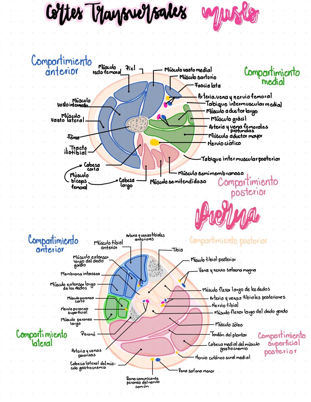# oppusculos del musio
Compartimiento
anterior
Músculo psoas
mayor
Músculo psoas
menor
Músculo ilíaco
Músculo iliopsoas
Músculo pectinc